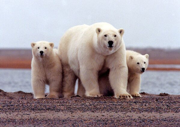 خرس قطبی در آلاسکا - اسپوتنیک ایران  