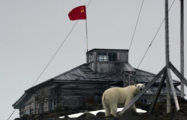 روز جهانی خرس قطبی - اسپوتنیک ایران  