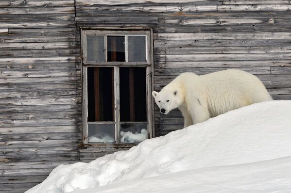 خرس قطبی در روسیه - اسپوتنیک ایران  