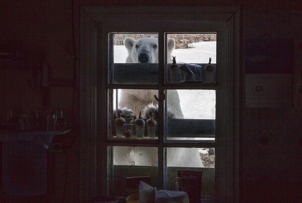 خرس های قطبی سفید در روسیه - اسپوتنیک ایران  