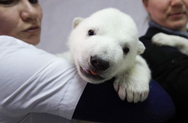 بچه خرس قطبی  - اسپوتنیک ایران  