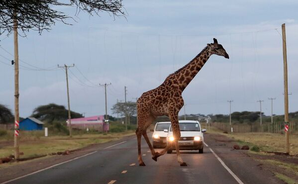 زرافه از جاده ای در کیمانا، کنیا عبور می کند. - اسپوتنیک ایران  