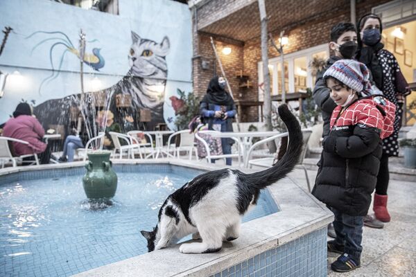 کافه گربه در تهران - اسپوتنیک ایران  
