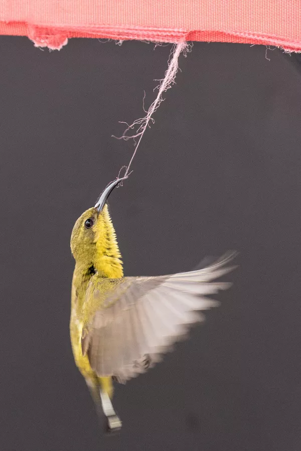 اثر کشیدن نخ توسط ووستر، توسط عکاس آمریکایی لارنس ووستر، برنده در رشته حیات وحش شهری اثر کشیدن نخ توسط ووستر، توسط عکاس آمریکایی لارنس ووستر، برنده در رشته حیات وحش شهری - اسپوتنیک ایران