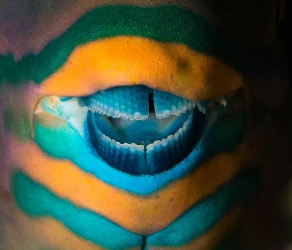 اثر جوکر واقعی، توسط عکاس یونانی پاولوس اوانجلیدیس، رتبه سوم در بخش هنر طبیعت اثر جوکر واقعی، توسط عکاس یونانی پاولوس اوانجلیدیس، رتبه سوم در بخش هنر طبیعت - اسپوتنیک ایران