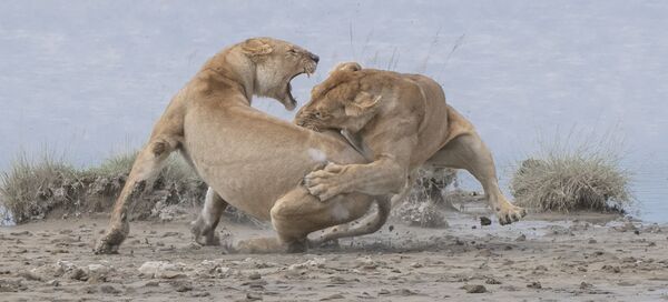 اثر شیرها، توسط عکاس آمریکایی پاتریک نووتنی، مقام اول در بخش رفتار پستانداران - اسپوتنیک ایران  