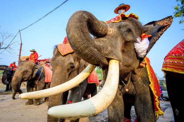 مراسم «روز ملی فیل» در تایلند - اسپوتنیک ایران  