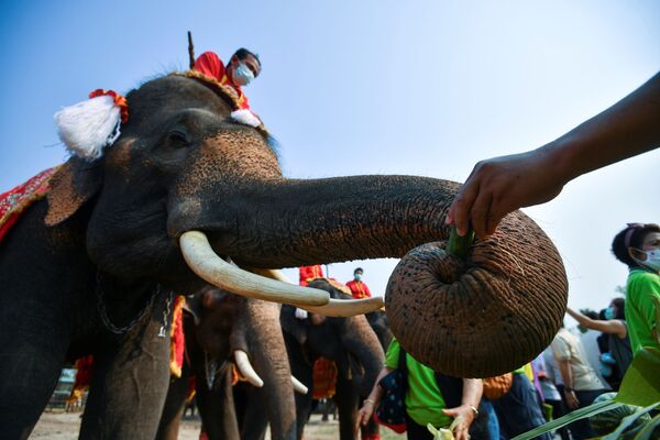 مراسم «روز ملی فیل» در تایلند - اسپوتنیک ایران  