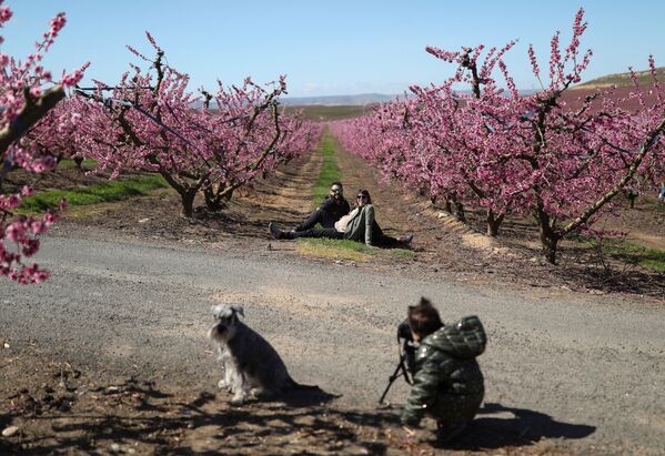 شکوفایی شگفت‌آور درختان بهاری در اسپانیا - اسپوتنیک ایران  