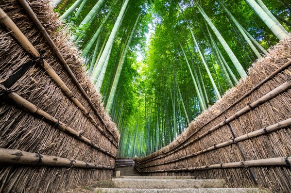 نوای طبیعت سبز درمان استرس کرونایی
جنگل بامبو ژاپن   - اسپوتنیک ایران  