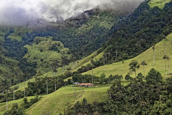 نوای طبیعت سبز درمان استرس کرونایی
دره کوکورا در کلمبیا  - اسپوتنیک ایران  