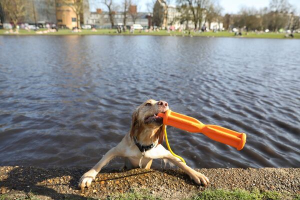 سگی در حال بازی در آب در لندن - اسپوتنیک ایران  