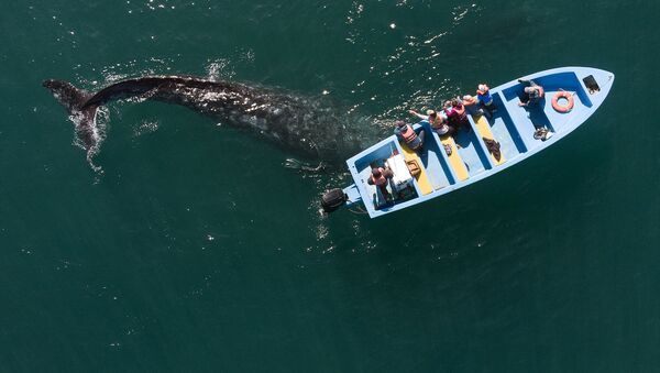نوازش نهنگ خاکستری در مکزیک - اسپوتنیک ایران  