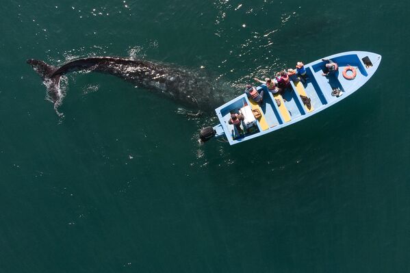 نوازش نهنگ خاکستری در مکزیک - اسپوتنیک ایران  