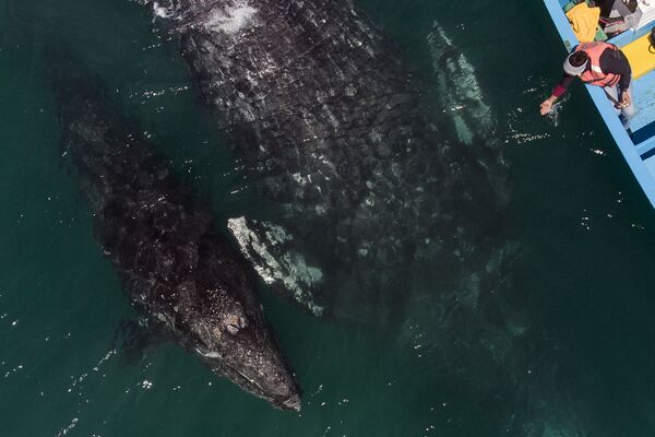 نوازش نهنگ خاکستری در مکزیک  - اسپوتنیک ایران  