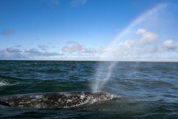 نوازش نهنگ خاکستری در مکزیک  - اسپوتنیک ایران  