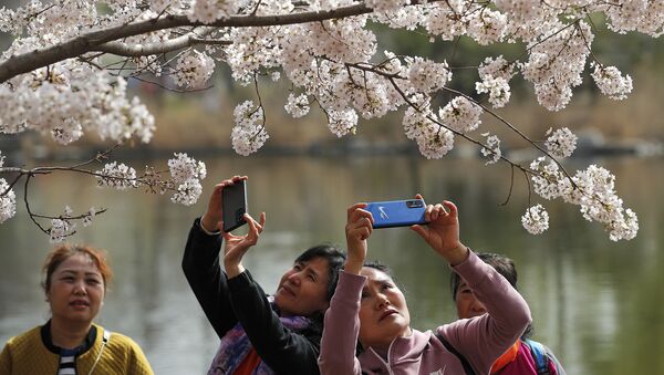 فستیوال بهاری در کنار درختان شکوفان آلبالو در چین - اسپوتنیک ایران  