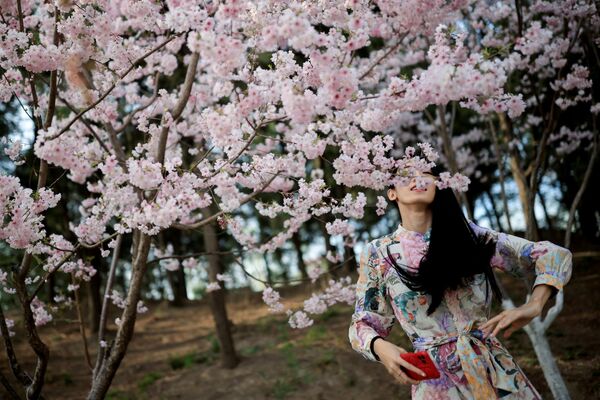 فستیوال بهاری در کنار درختان شکوفان آلبالو در چین - اسپوتنیک ایران  