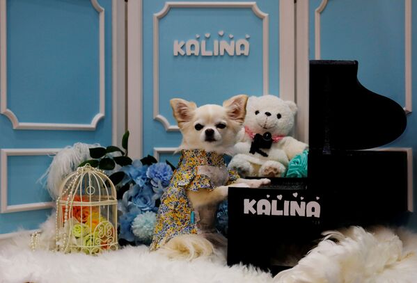 در ژاپن، نژادهاي مختلف سگ های جهان در نمایشگاهی در معرض دید بازدیدکنندگان قرار گرفت - اسپوتنیک ایران  