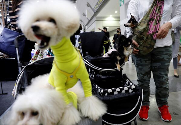 در ژاپن، نژادهاي مختلف سگ های جهان در نمایشگاهی در معرض دید بازدیدکنندگان قرار گرفت - اسپوتنیک ایران  