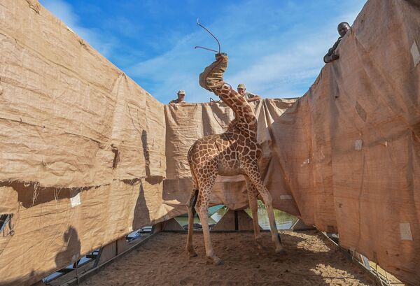 عکس از  Rescue of Giraffes from Flooding Island  عکاس آمریکایی آمی ویتال، جایگاه اول مسابقه World Press Photo 2021 را در بخشNature به دست آورد - اسپوتنیک ایران  
