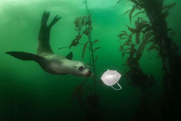 عکس از California Sea Lion Plays with Mask عکاس آمریکایی رالف پیس، جایگاه اول مسابقه World Press Photo 2021 را در بخشEnvironment به دست آورد عکس از California Sea Lion Plays with Mask عکاس آمریکایی رالف پیس، جایگاه اول مسابقه World Press Photo 2021 را در بخشEnvironment به دست آورد - اسپوتنیک ایران