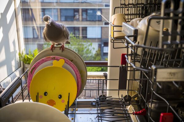 عکس از  Pandemic Pigeons—A Love Story  عکاس هلندی جاسپر دوست، جایگاه اول مسابقه World Press Photo 2021 را در بخشNature به دست آورد
 - اسپوتنیک ایران  