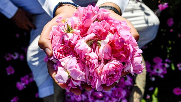 برداشت گل سرخ در عربستان - اسپوتنیک ایران  