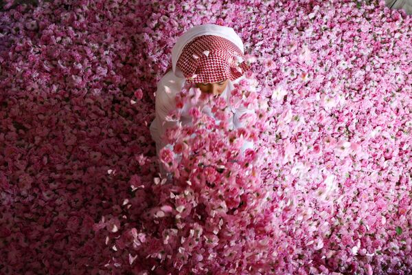 برداشت گل سرخ در عربستان  - اسپوتنیک ایران  