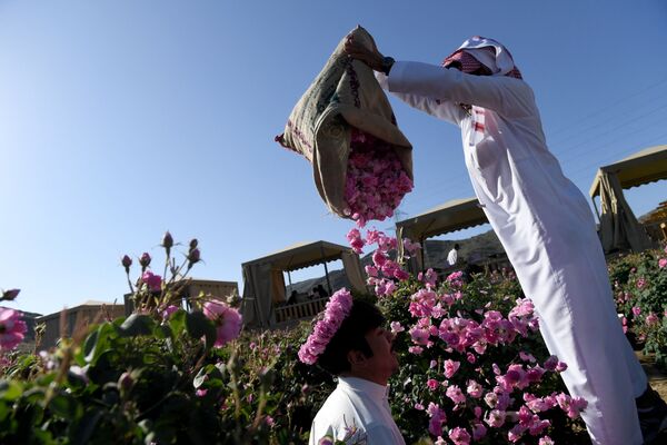 برداشت گل سرخ در عربستان - اسپوتنیک ایران  
