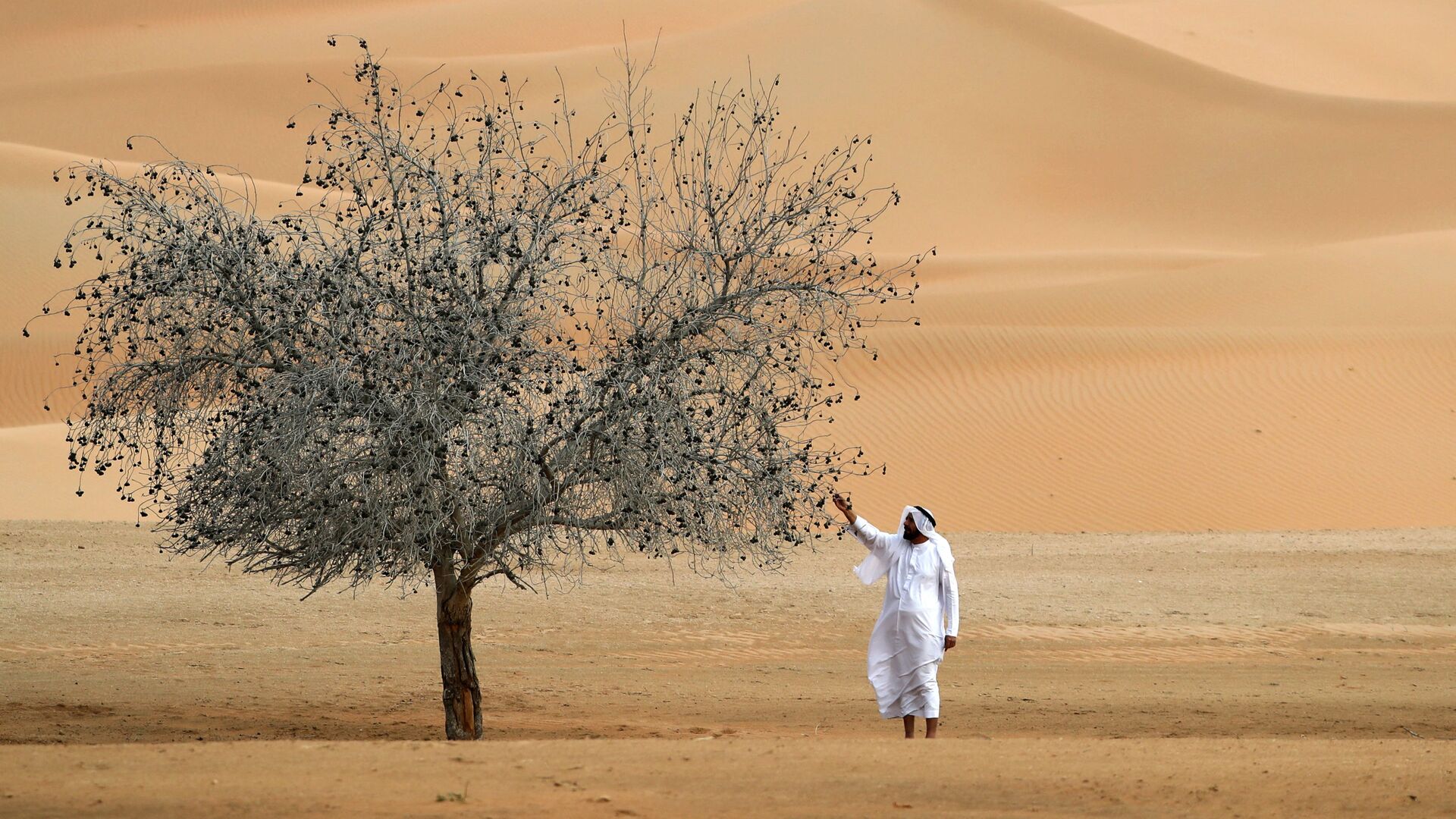 Мужчина у дерева в Um al-Zamool, недалеко от границы ОАЭ с Саудовской Аравией - اسپوتنیک ایران  , 1920, 15.02.2022