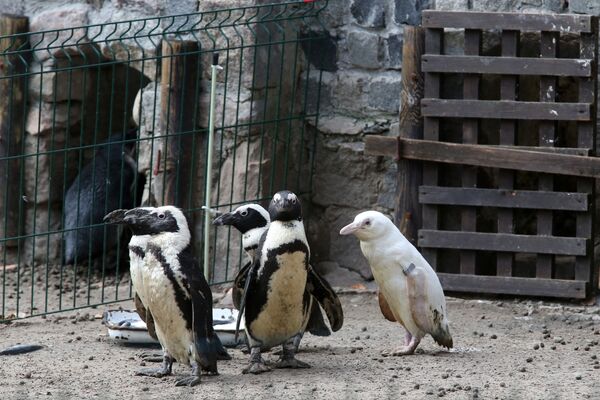 پنگوئن نادر سفید رنگ - اسپوتنیک ایران  