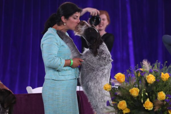نمایش سگ «وستمینستر کِنِل کلاب» در نیویورک - اسپوتنیک ایران  