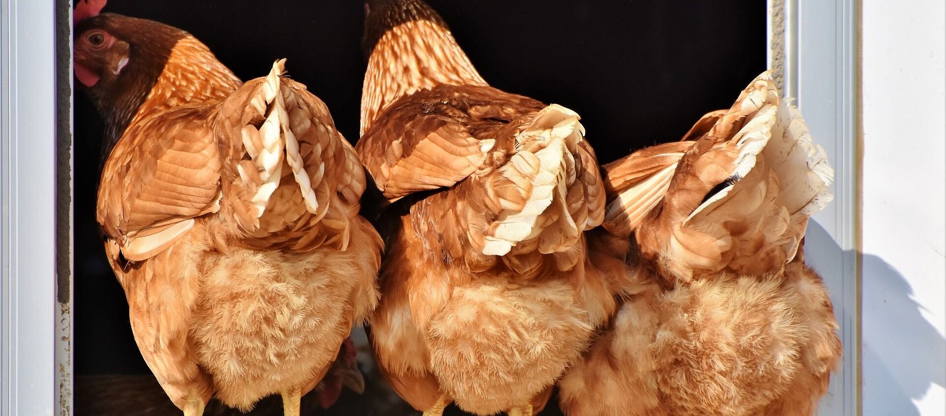 آیا قیمت مرغ در فصل سرد سال افزایش پیدا خواهد کرد؟ - اسپوتنیک ایران  , 1920, 03.08.2021