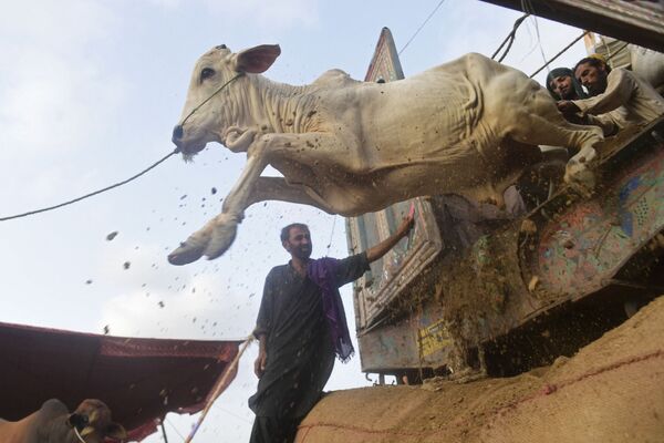 خرید و فروش گاو برای مراسم عید قربان در کراچی - اسپوتنیک ایران  