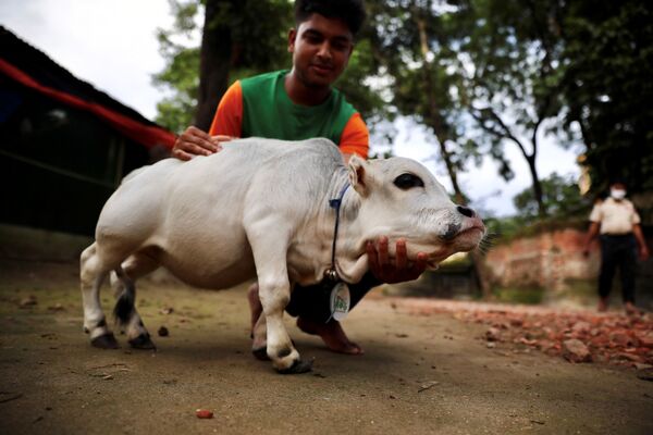 رویدادهای هفته به روایت تصویر
گاو کوتوله در بنگلادش - اسپوتنیک ایران  