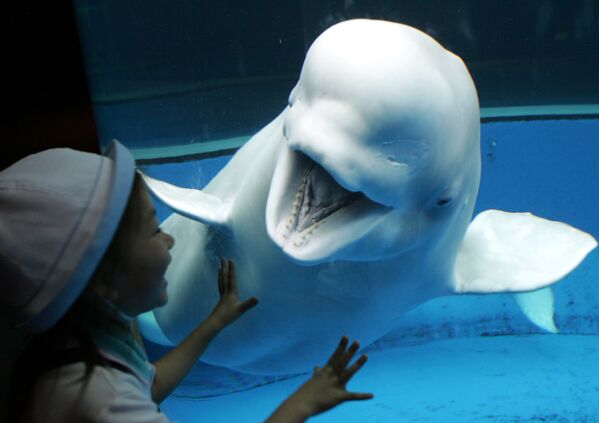خنده دلفین به یک بازدید کننده در ژاپن - اسپوتنیک ایران  