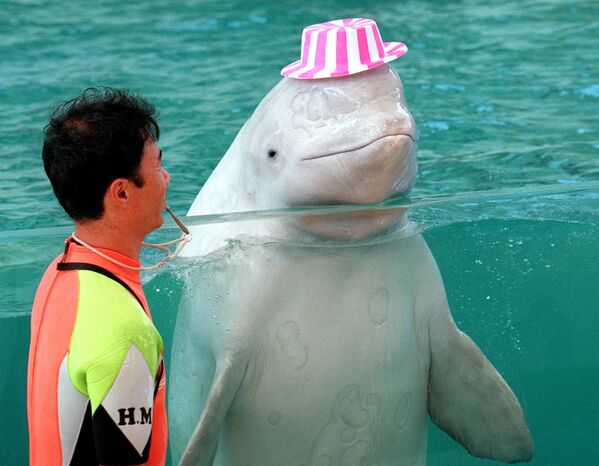 دلفین ها در ژاپن - اسپوتنیک ایران  