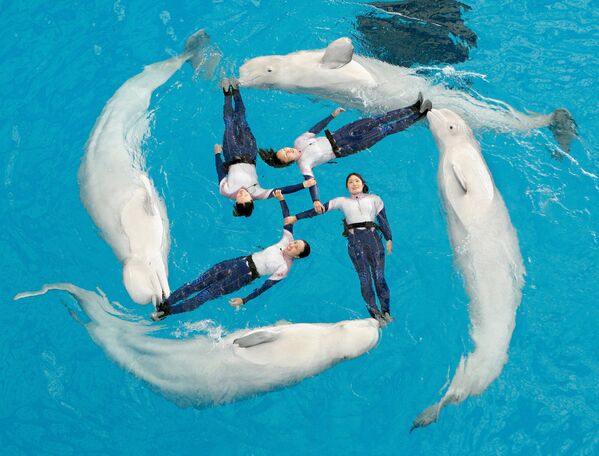 دلفین ها در ژاپن - اسپوتنیک ایران  