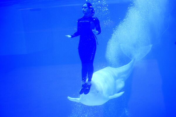 در یکاترینبورگ روسیه، آکواپارک بزرگی از دلفین ها ساخته شده است - اسپوتنیک ایران  