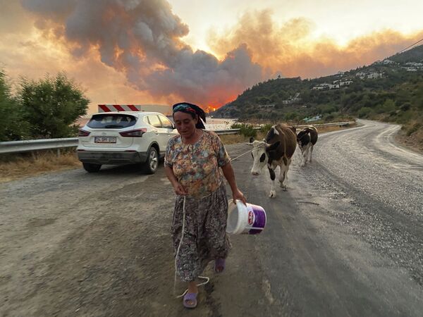 حیوانات گرفتار در کام آتش جنگلهای ترکیه - اسپوتنیک ایران  