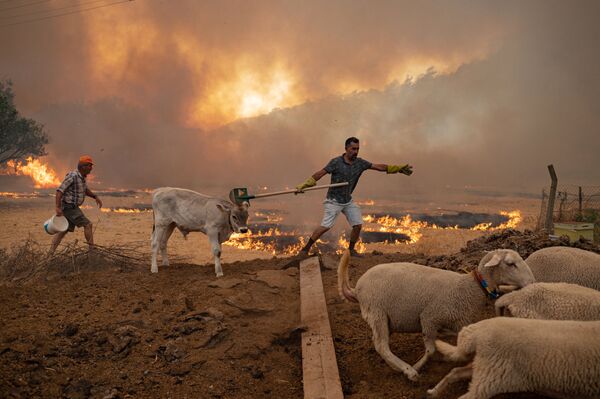 حیوانات گرفتار در کام آتش جنگلهای ترکیه  - اسپوتنیک ایران  