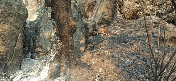 حیوانات گرفتار در کام آتش جنگلهای ترکیه - اسپوتنیک ایران  
