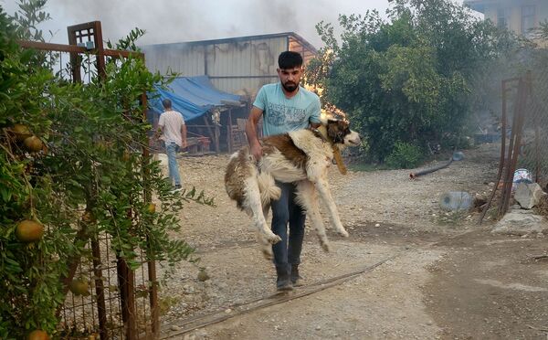 حیوانات گرفتار در کام آتش جنگلهای ترکیه
نجات سگ از کام آتش - اسپوتنیک ایران  