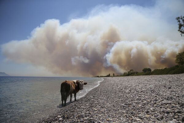 حیوانات گرفتار در کام آتش جنگلهای ترکیه
گاو در انتظار نجات - اسپوتنیک ایران  