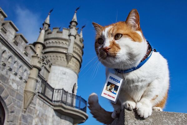 گربه معروف با نام مستیک که در روی پل کریم می ایستد - اسپوتنیک ایران  