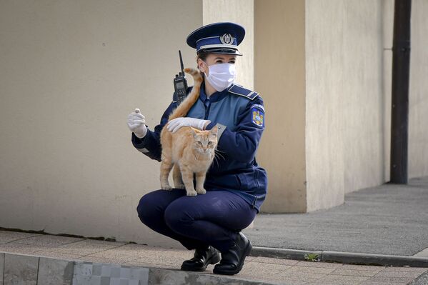 پلیسی که با یک گربه بازی می کند - اسپوتنیک ایران  