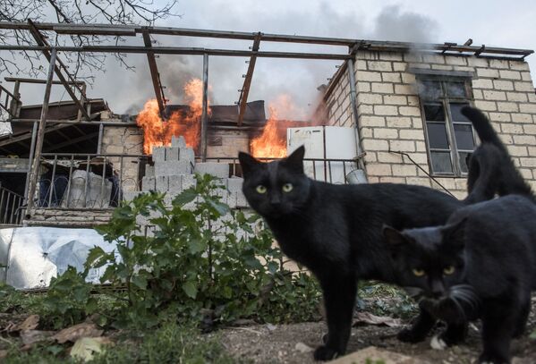 گربه ای در جنگ قره باغ - اسپوتنیک ایران  