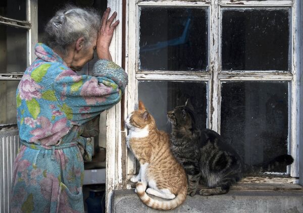 گربه ای در کنار پیرزن در قره باغغ - اسپوتنیک ایران  