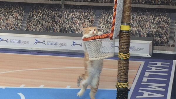 گربه ای که با سبد بسکتبال بازی می کند - اسپوتنیک ایران  